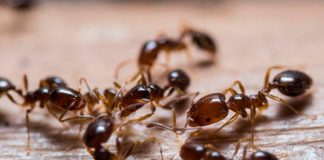 El secreto de como aumenta su vida útil la hormiga reina