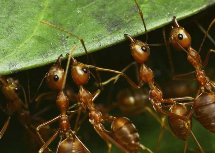 Hay al menos 20 billones de hormigas en la Tierra, según científicos