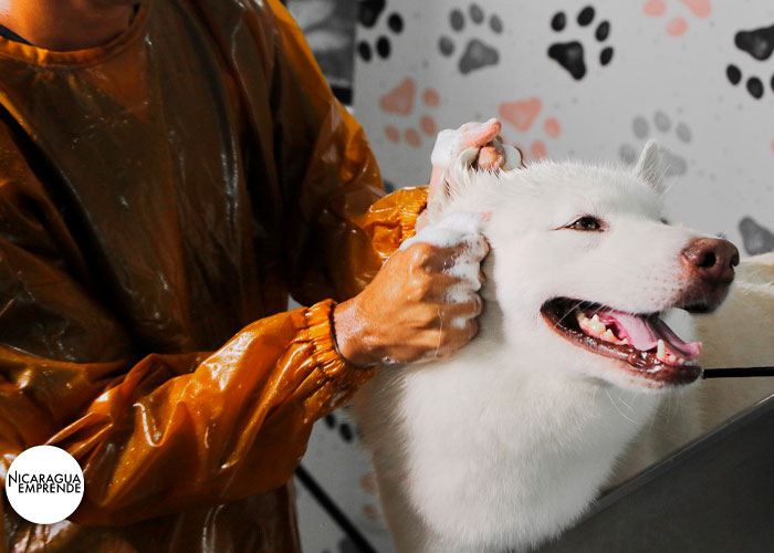 Dog House Nicolas´s, la peluquería canina cálida y amigable para todos