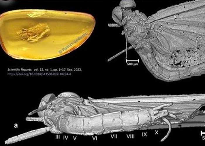 ¡De 35 millones de años! Encuentran raro insecto atrapado en ámbar