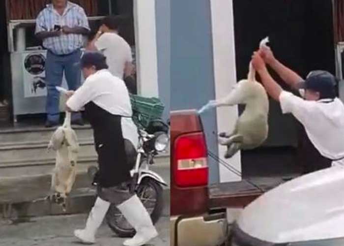 ¡VIDEO! Carnicero dispara a un perrito que había entrado a su local