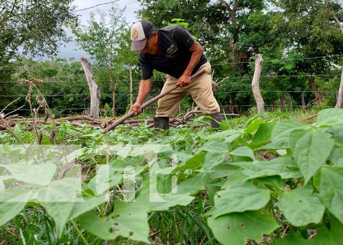 Productores implementan nuevas tecnologías agropecuarias en Totogalpa