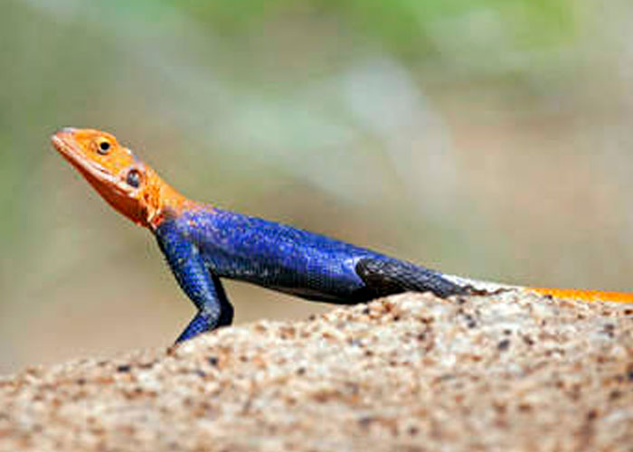 Encuentran en Puerto Rico una maravillosa especie de "lagarto de fuego"
