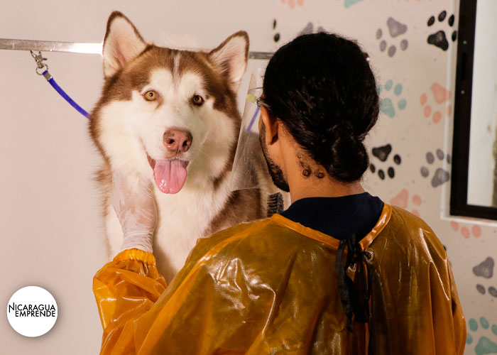 Dog House Nicolas´s, la peluquería canina cálida y amigable para todos