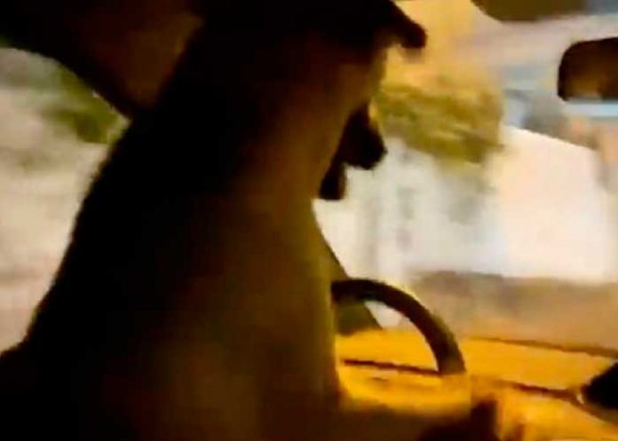 VIDEO: Arrestan a hombre por llevar de chofer a su perro