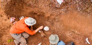 Arqueólogos descubren restos del dinosaurio más antiguo en África