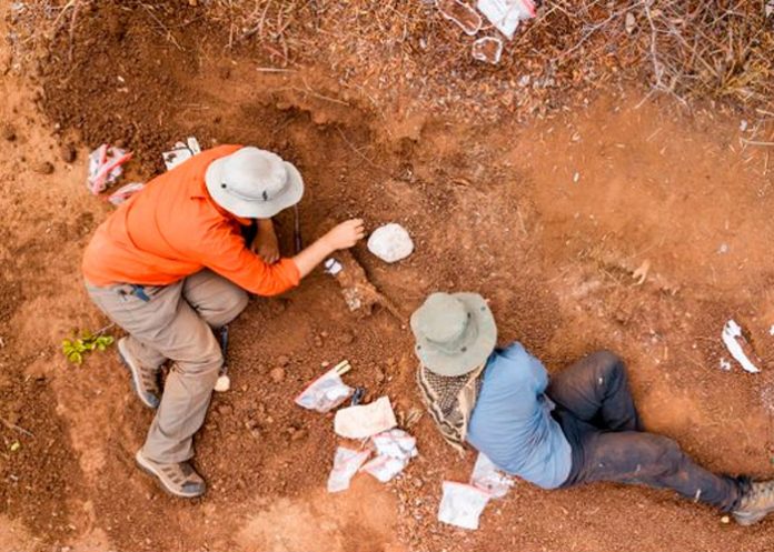 Arqueólogos descubren restos del dinosaurio más antiguo en África