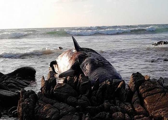Aparecen más de una docena de ballenas muertas en el sur de Australia