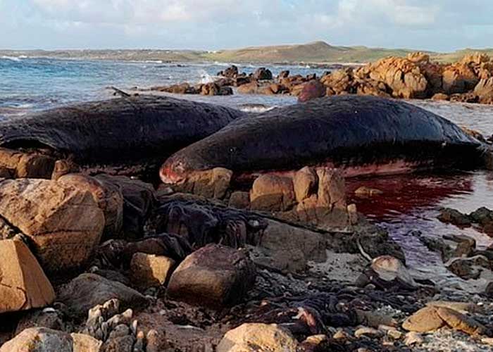 Aparecen más de una docena de ballenas muertas en el sur de Australia