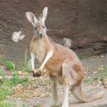Ataque mortal de un canguro deja la muerte de un "viejito" en Australia