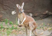 Ataque mortal de un canguro deja la muerte de un "viejito" en Australia