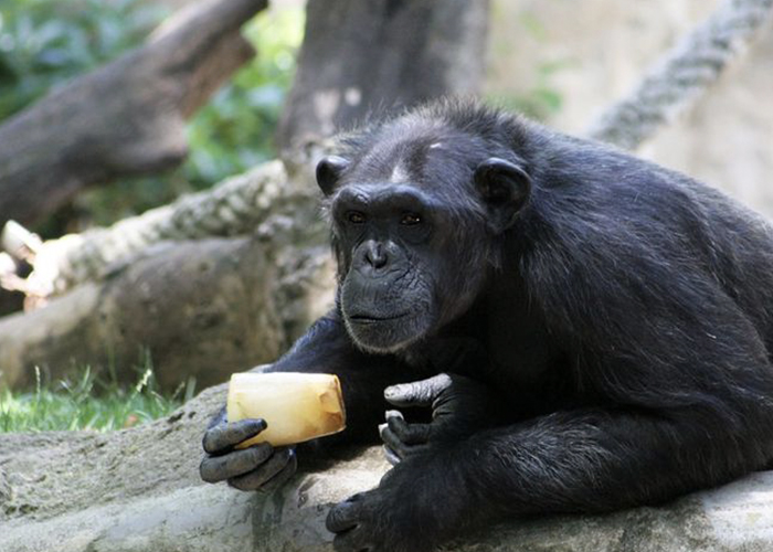 Intresante: Chimpancés exhiben diferencias culturales en el uso de herramientas