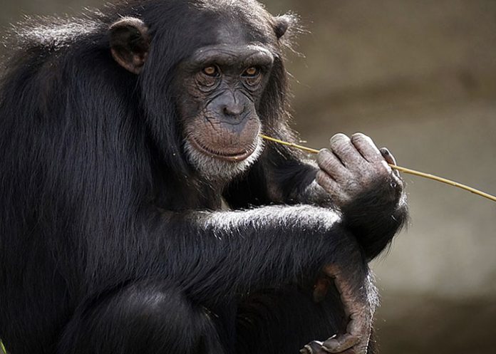 Intresante: Chimpancés exhiben diferencias culturales en el uso de herramientas