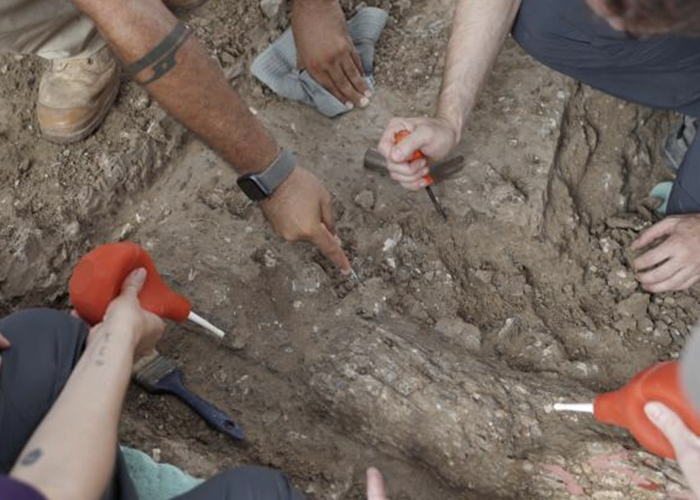 Descubren un colmillo de elefante de hace millón de años en Israel