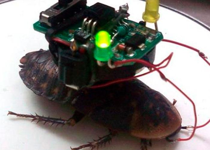 Lo nuevo: Cucaracha cyborg recargable y a control remoto