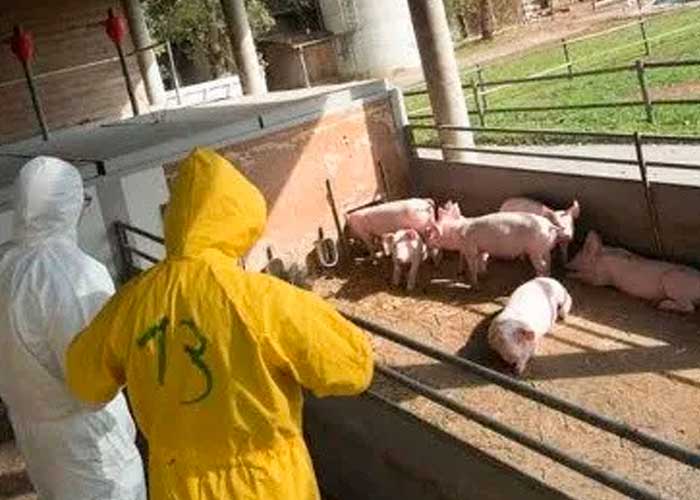 Alarma en Europa tras propagación de la peste porcina