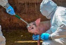 Alarma en Europa tras propagación de la peste porcina
