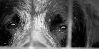 Anciano es condenado a prisión por maltrato animal en Panamá