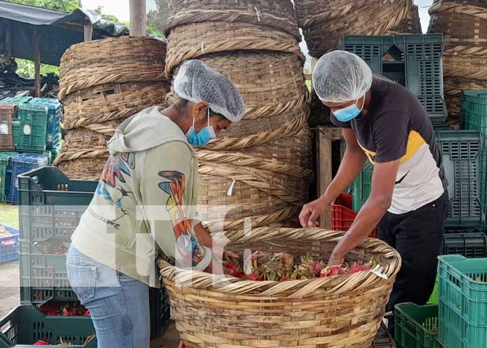 Gran producción de pitahayas en Nicaragua