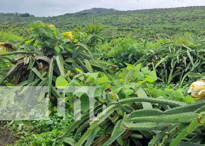 Gran producción de pitahayas en Nicaragua