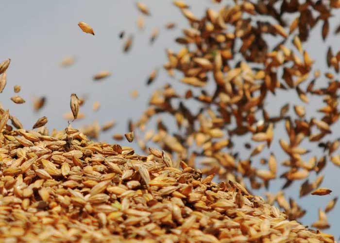 Presidente de Rusia incrementará el suministro de cereales a países más vulnerables