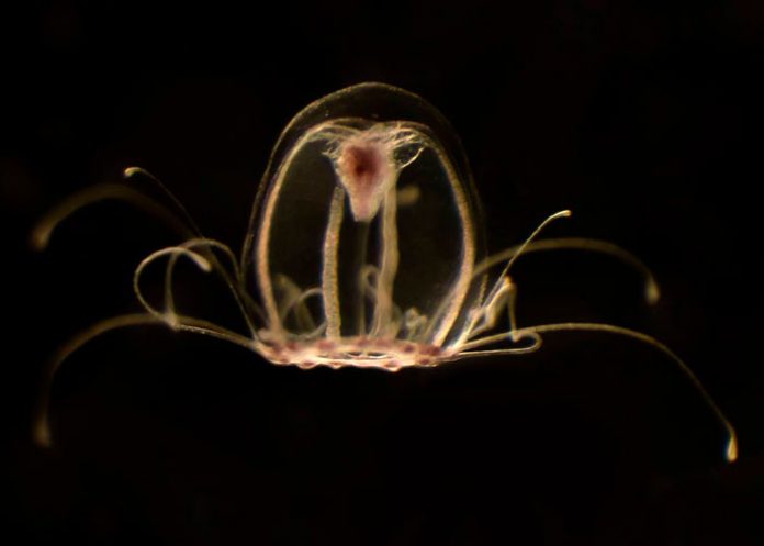 ¡Años intentando vencer a la muerte! Esta medusa puede ser la clave