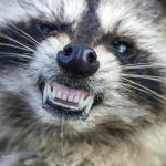 ¡Uy Quieto! Emiten alerta de rabia por un mapache en Dakota del Norte, Estados Unidos