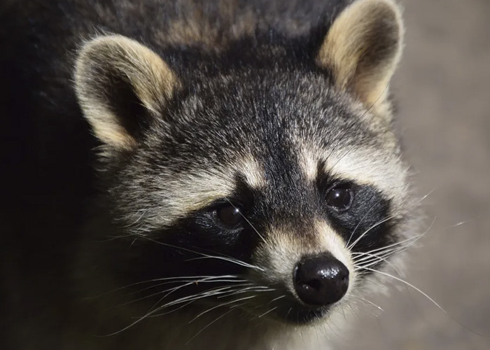 ¡Uy Quieto! Emiten alerta de rabia por un mapache en Dakota del Norte, Estados Unidos