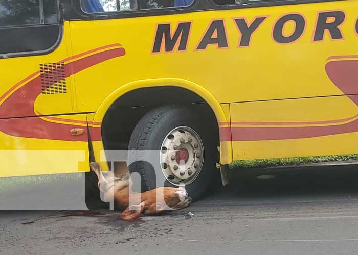 : Aparatoso accidente con bus y semovientes en una vía de Chontales