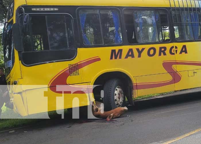 : Aparatoso accidente con bus y semovientes en una vía de Chontales