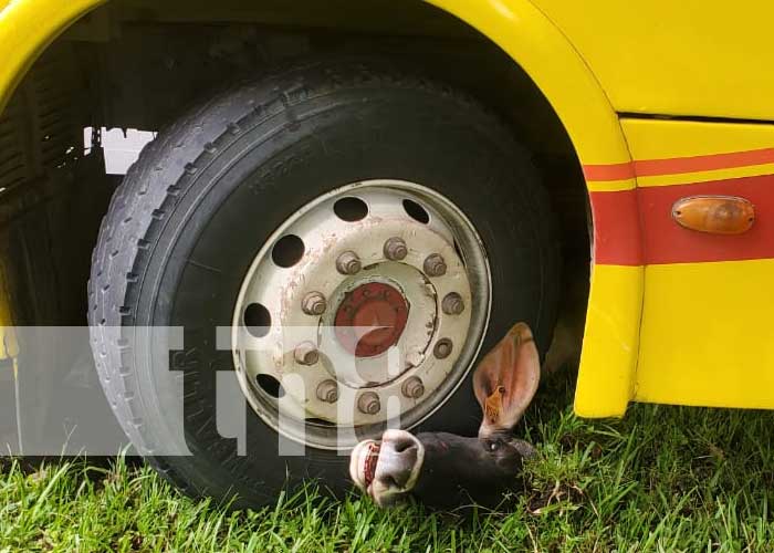 : Aparatoso accidente con bus y semovientes en una vía de Chontales