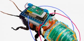 Lo nuevo: Cucaracha cyborg recargable y a control remoto