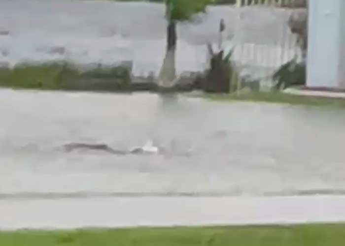 Captan a un tiburón nadando en las calles de Florida tras el paso de Ian