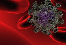 « Las bacterias intestinales» pueden contribuir a la susceptibilidad a la infección por VIH