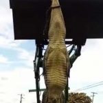¡Locura total! En México, cazaron un cocodrilo y decidieron comérselo