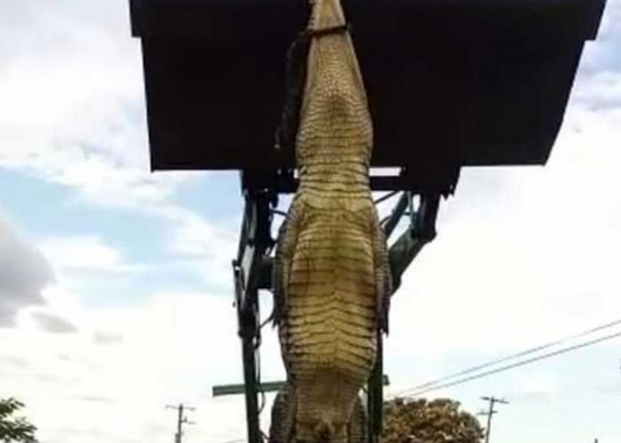 ¡Locura total! En México, cazaron un cocodrilo y decidieron comérselo