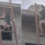 Video: Perro aprende a subir escalera para irse con "la novia"