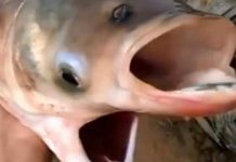 "Y se verán cosas": Avistan extraño pez con dos bocas y cuatro ojos