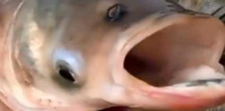 "Y se verán cosas": Avistan extraño pez con dos bocas y cuatro ojos