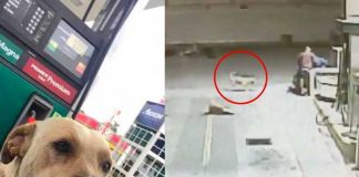 "Héroe sin capa": Increíble perro frustra asalto en una gasolinera