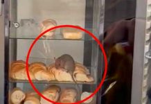 "Chefcito", Joven se encuentra una rata en la vitrina mientras compraba pan