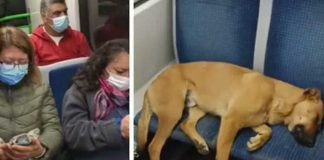 Perro se duerme en asiento de tren y deja de pie a pasajeros