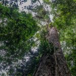 "Como un edificio": Científicos llegan al árbol más grande en Brasil