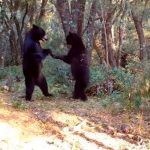 Abran las pista: Dos osos "bailando" son captados en Coahuila, México