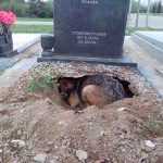 Amigo fiel: Perro hace hoyo en la tumba de su dueño para dormir ahí