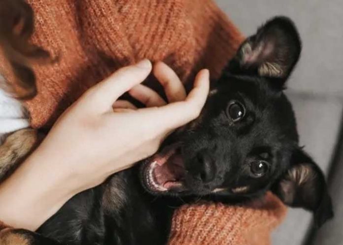 ¿Parásito de un perro será la nueva cura para el cáncer?