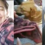 Tan tierno: Perro trepa a un vehículo para ser adoptado