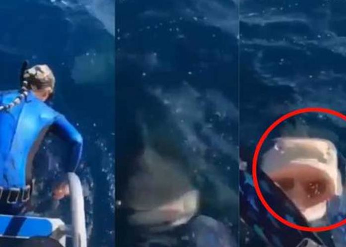 ¡Casi se desmaya! Mujer buzo se da cuenta tarde de un tiburón (VIDEO)