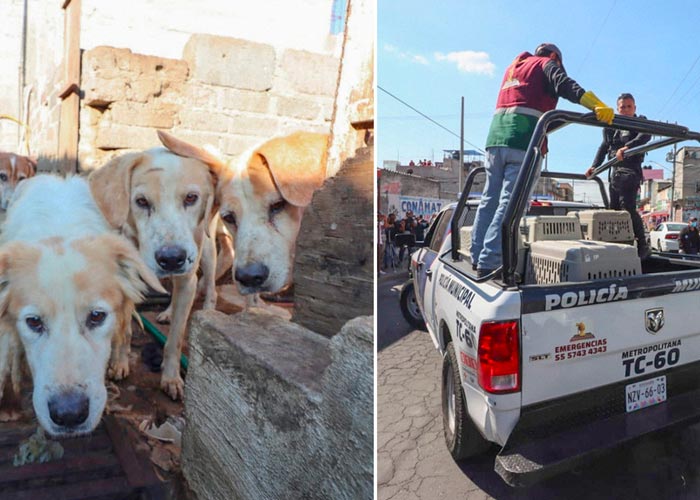Rescatan a más de 70 perros de un inmueble en México