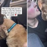 Triste: Perro se despide con abrazo antes que la pongan a dormir